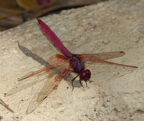 2007_01_27_Thailand_Chiang Mai
Trithemis aurora